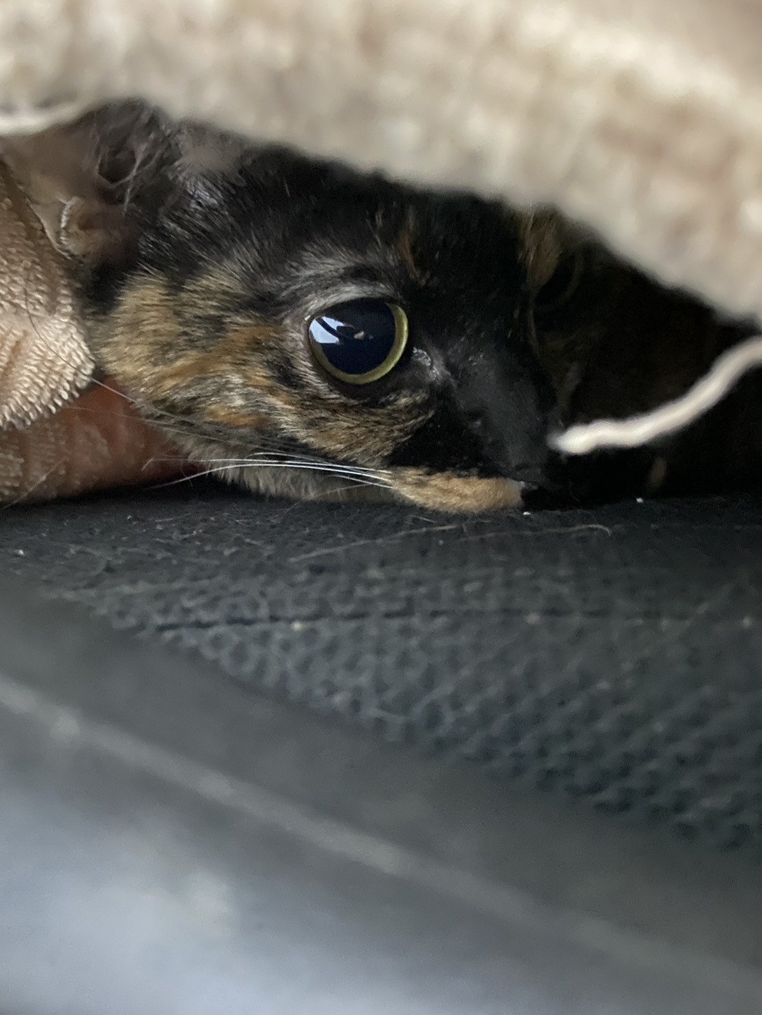 毛孩日常 — 寵物照護與科學飼養